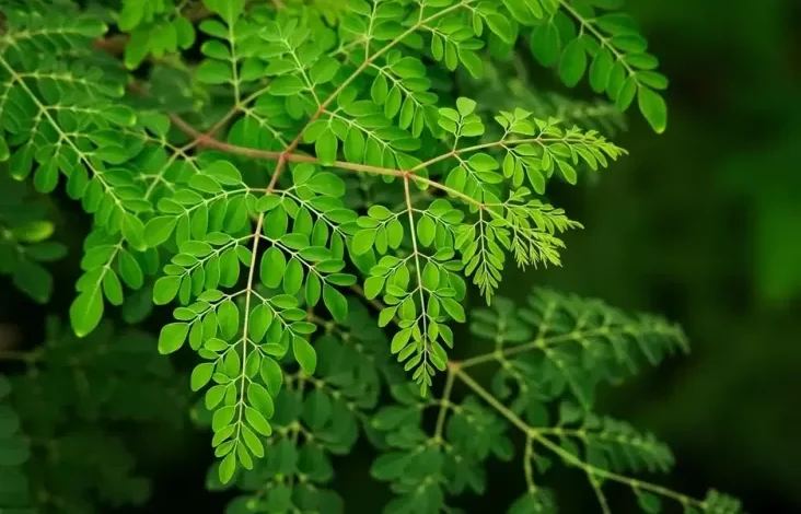10 Manfaat Daun Kelor untuk Wanita, Bagus Buat Inisiatif Hamil