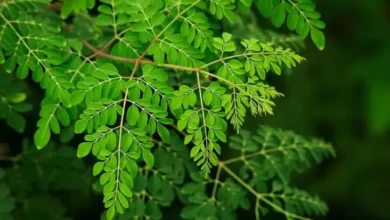 10 Manfaat Daun Kelor untuk Wanita, Bagus Buat Inisiatif Hamil