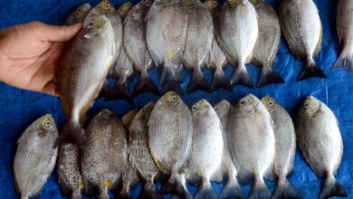 5 Tips Mudah Memilih Ikan Segar