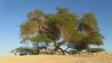 5 Destinasi Wisata di dalam area Bahrain, Ada Pohon Legendaris Usia 400 Tahun