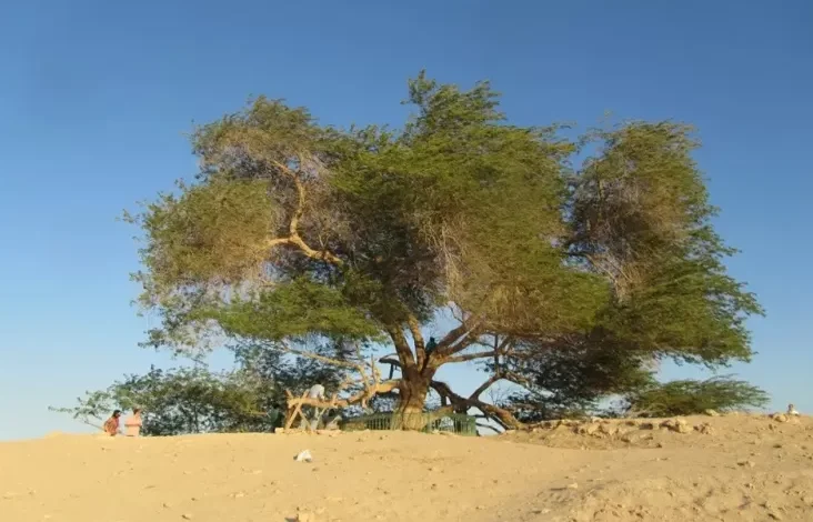 5 Destinasi Wisata di dalam area Bahrain, Ada Pohon Legendaris Usia 400 Tahun
