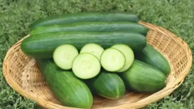 7 Sayuran Nyaris Tanpa Kalori, Pilihan Tepat untuk Diet Optimal