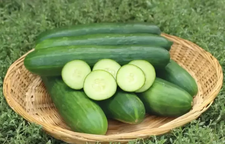 7 Sayuran Nyaris Tanpa Kalori, Pilihan Tepat untuk Diet Optimal