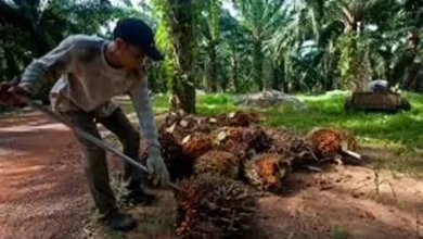 Kebocoran di tempat pada Industri Sawit Rp300 Triliun, Gapki Segera Beri Klarifikasi pada Presiden
