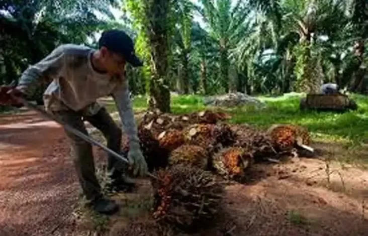 Kebocoran di tempat pada Industri Sawit Rp300 Triliun, Gapki Segera Beri Klarifikasi pada Presiden