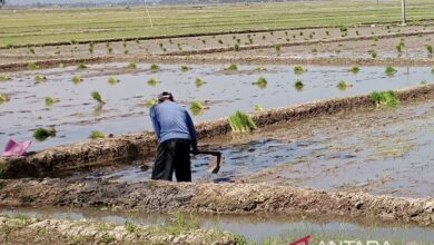 Dispertan Cilacap: Stok pupuk subsidi mencukupi keperluan untuk MT I