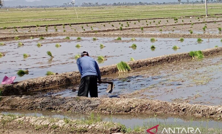 Dispertan Cilacap: Stok pupuk subsidi mencukupi keperluan untuk MT I