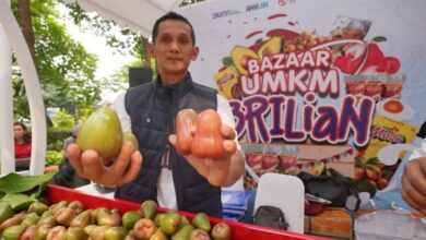 Pengusaha Jambu pada area Kudus Maju Kembangkan Usaha Berkat Pemberdayaan BRI
