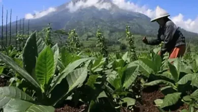 Rugikan Petani, APTI Tolak Rencana Kebijakan Kemasan Rokok Polos
