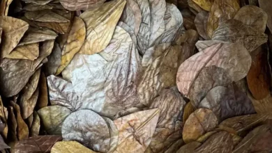 5.000 Bungkus Daun Kering Tembus Pasar Inggris