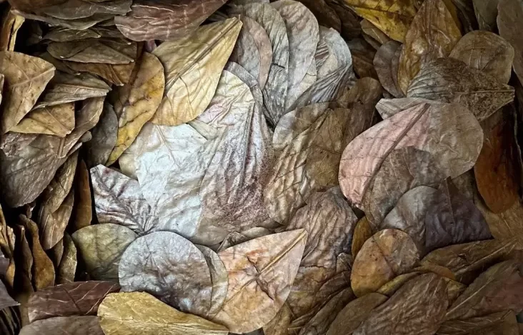 5.000 Bungkus Daun Kering Tembus Pasar Inggris