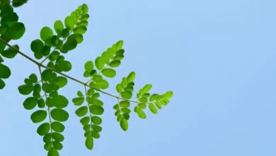 Apakah Daun Kelor Bisa Menurunkan Darah Tinggi juga Kolesterol?