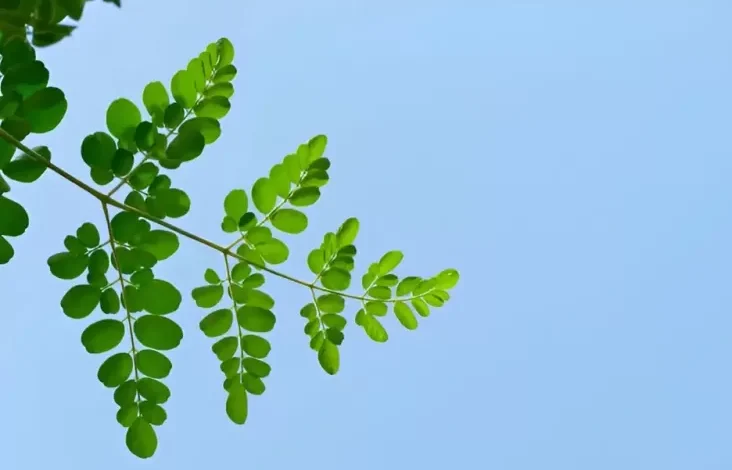 Apakah Daun Kelor Bisa Menurunkan Darah Tinggi juga Kolesterol?