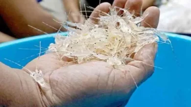 Aturan Tata Kelola BBL Untungkan Nelayan