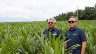 Genjot Swasembada Pangan lewat Rencana Intercropping Padi