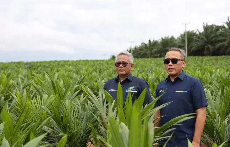 Genjot Swasembada Pangan lewat Rencana Intercropping Padi