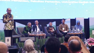 Intercropping Padi Gogo dalam tempat Lahan PSR Jadi Inovasi Indonesia Swasembada Beras