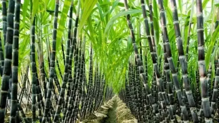 Lepas 4 Tebu Unggulan, PTPN Group Dukung Swasembada Gula