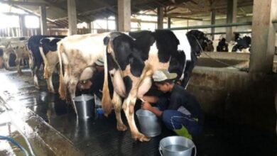 Serap Susu Produksi Lokal, Rasio Impor Perlu Diberlakukan