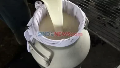 Soal Industri Wajib Serap Susu Lokal, Peternak Ingin Perpres Segera Diterbitkan