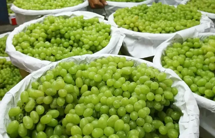 Thailand Temukan Residu Kimia Sangat Sangat Membahayakan pada Anggur Shine Muscat