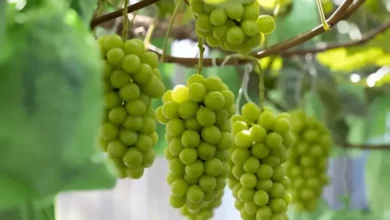 Thailand Umumkan Penemuan Residu Kimia pada Anggur Shine Muscat, Hal ini Dampaknya bagi Aspek Bidang Kesehatan