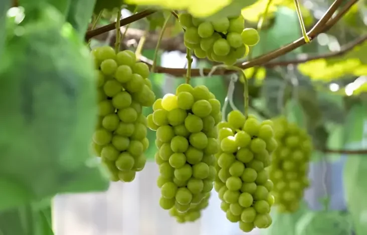 Thailand Umumkan Penemuan Residu Kimia pada Anggur Shine Muscat, Hal ini Dampaknya bagi Aspek Bidang Kesehatan