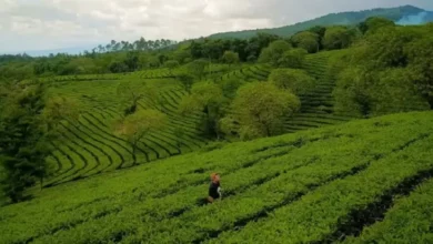 10 Rekomendasi Tempat Wisata Sejuk di dalam pada Malang, Pilihan Liburan Akhir Tahun Bersama Keluarga