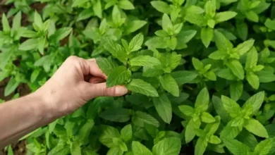 5 Daun yang mana dimaksud Paling Cepat sekali sekali Menurunkan Kolesterol juga Cara Konsumsinya