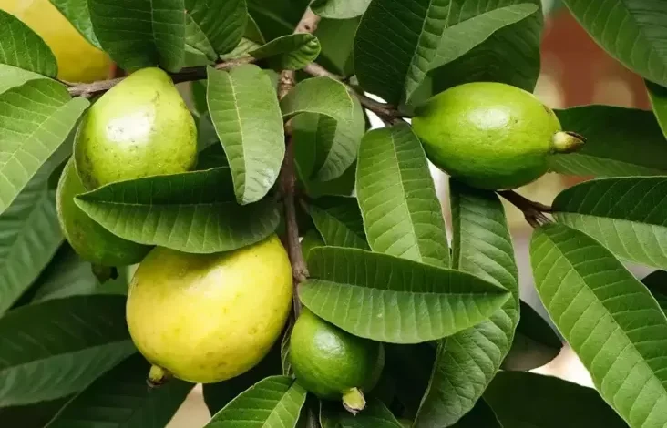 7 Manfaat Konsumsi Daun Jambu Biji 3 Kali Seminggu, Baik untuk Penderita Diabetes