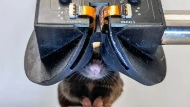 Headset VR untuk Tikus Diciptakan, Hal ini Tujuannya