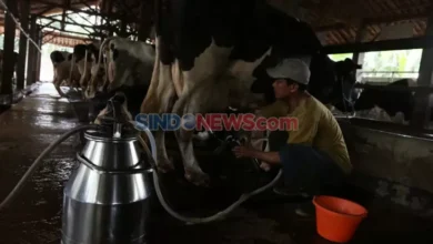 Kandang Sapi Perah Rakyat Beroperasi di area tempat Pasuruan, Bangkitkan Industri Susu Lokal
