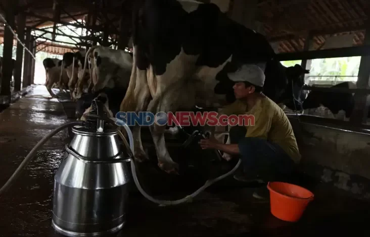 Kandang Sapi Perah Rakyat Beroperasi di area tempat Pasuruan, Bangkitkan Industri Susu Lokal