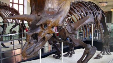 Kecerdasan Dinosaurus Tergantung Ukuran Tubuhnya, Ini adalah adalah Hasil Risetnya
