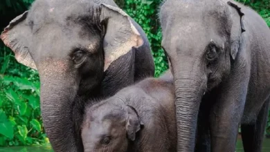 Mau Berkunjung ke Taman Safari Bogor? Kenali 3 Jenis Tiket Masuk kemudian Perbedaannya!