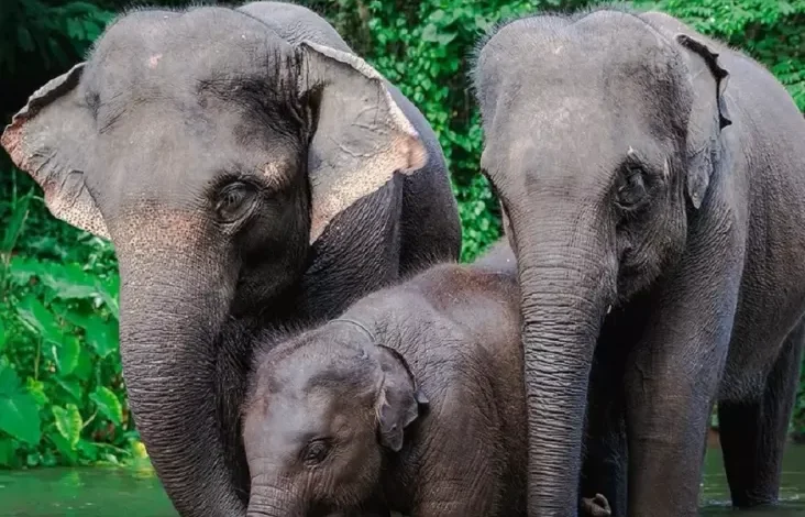 Mau Berkunjung ke Taman Safari Bogor? Kenali 3 Jenis Tiket Masuk kemudian Perbedaannya!