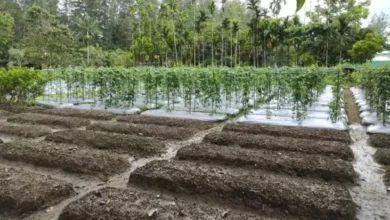 Mengunjungi MP21 Freeport Indonesia, Merawat Lahan Tailing Menjadi Kawasan Produktif