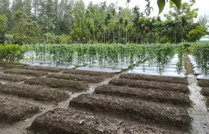 Mengunjungi MP21 Freeport Indonesia, Merawat Lahan Tailing Menjadi Kawasan Produktif