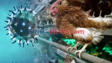Penyebaran Wabah Flu Burung, Koalisi NGO Desak Penghentian Peternakan Pabrik