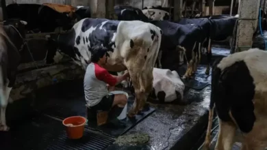 Peternak Tunggu Regulasi yang Mendampingi Wajib Serap Susu Lokal