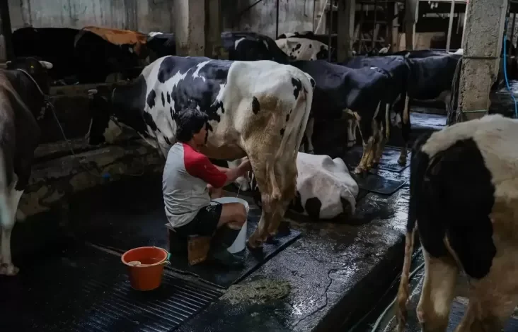 Peternak Tunggu Regulasi yang Mendampingi Wajib Serap Susu Lokal