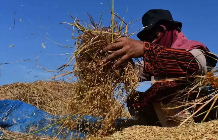 Prabowo Beri Restu Harga Gabah juga Jagung Naik Rp500