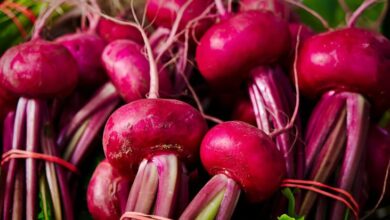 5 Makanan untuk Mencegah Ginjal Rusak, Konsumsi Mulai Hari Hal ini