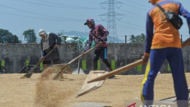 Pengamat: Kenaikan HPP gabah jaga petani dapat insentif perekonomian