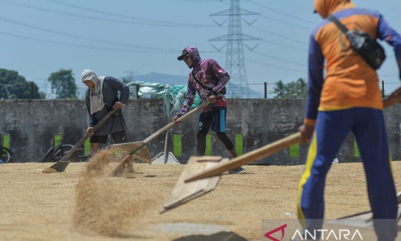 Pengamat: Kenaikan HPP gabah jaga petani dapat insentif perekonomian