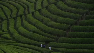 Apkasi Dorong eksekutif Daerah Optimalkan Mempunyai Peluang Industri Bisnis Lokal