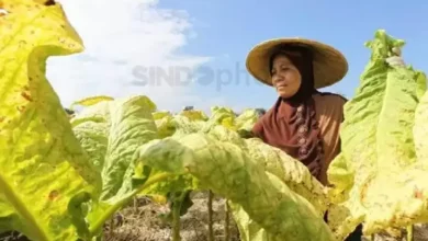 Aturan Pengamanan Zat Adiktif Dinilai Timbulkan Efek Ganda bagi Petani Tembakau