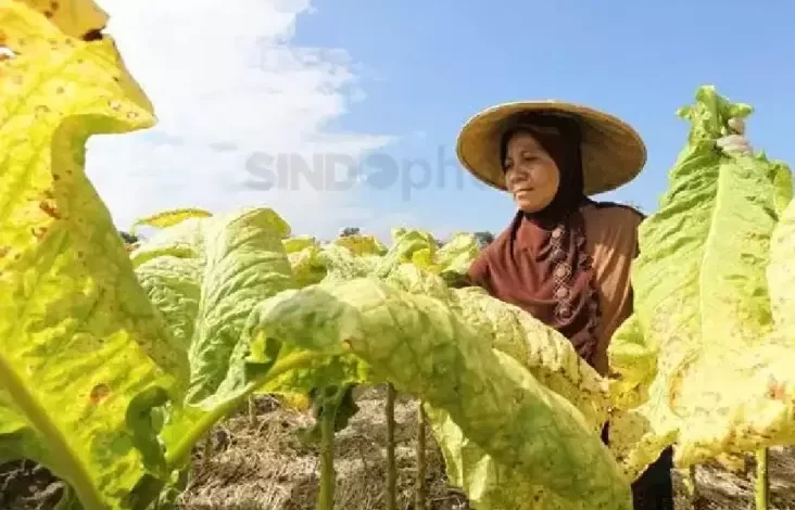 Aturan Pengamanan Zat Adiktif Dinilai Timbulkan Efek Ganda bagi Petani Tembakau