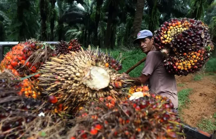 Balada Gagasan Prabowo Soal Perluasan Kebun Sawit: Eksistensi di dalam tempat Tengah Deforestasi