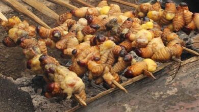 Deretan Serangga yang mana digunakan Jadi Makanan Khas Daerah pada Indonesia, Bisa Jadi Pengganti Makanan Bergizi Gratis?